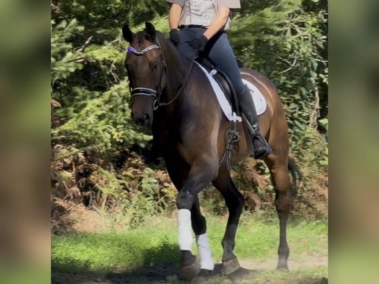 KWPN Castrone 5 Anni 165 cm Baio in Nettetal