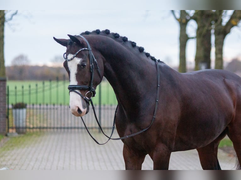 KWPN Castrone 5 Anni 165 cm Baio in Lathum