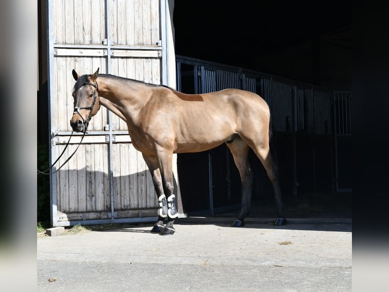 KWPN Castrone 5 Anni 165 cm Baio in Geilenkirchen