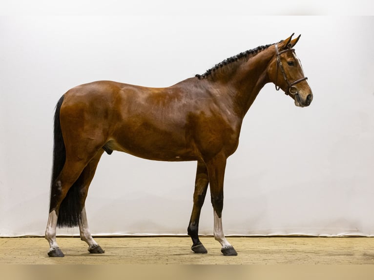 KWPN Castrone 5 Anni 165 cm Baio in Waddinxveen