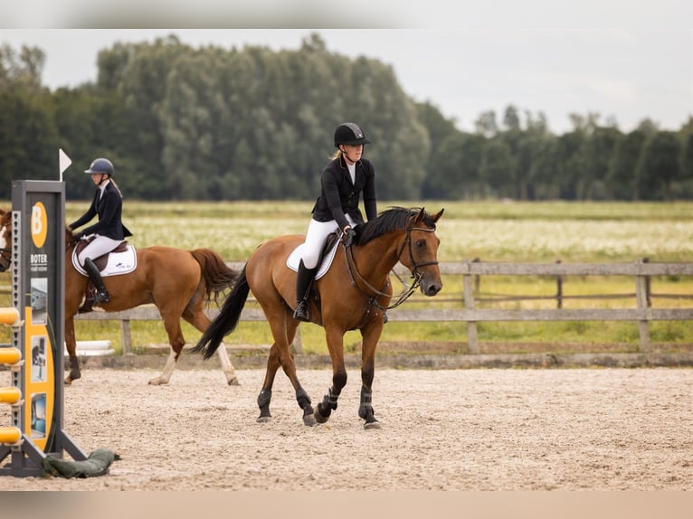 KWPN Castrone 5 Anni 165 cm Baio chiaro in Zuidlaren