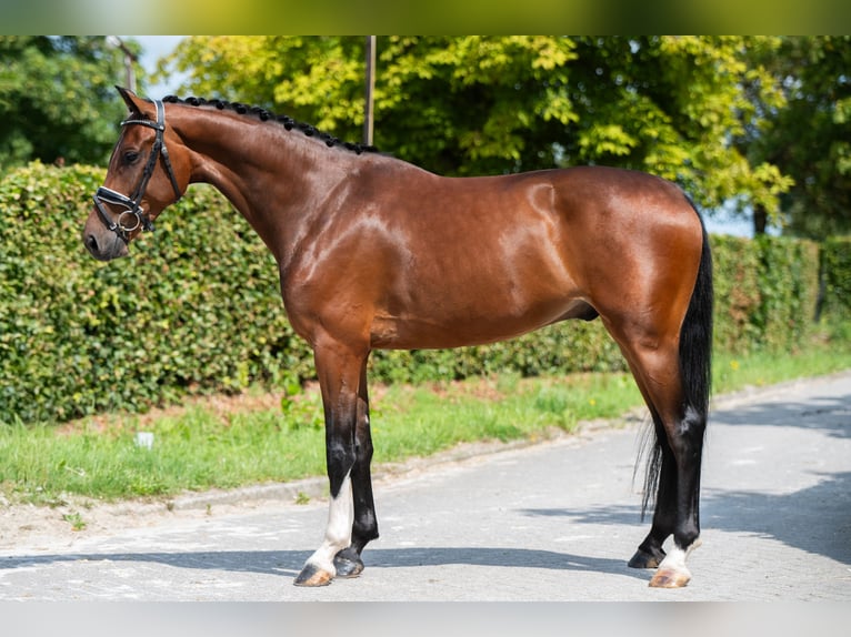 KWPN Castrone 5 Anni 165 cm Baio ciliegia in Weert