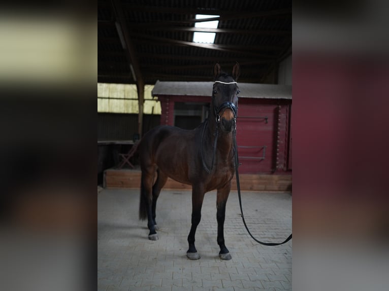 KWPN Castrone 5 Anni 165 cm Baio scuro in Nidda