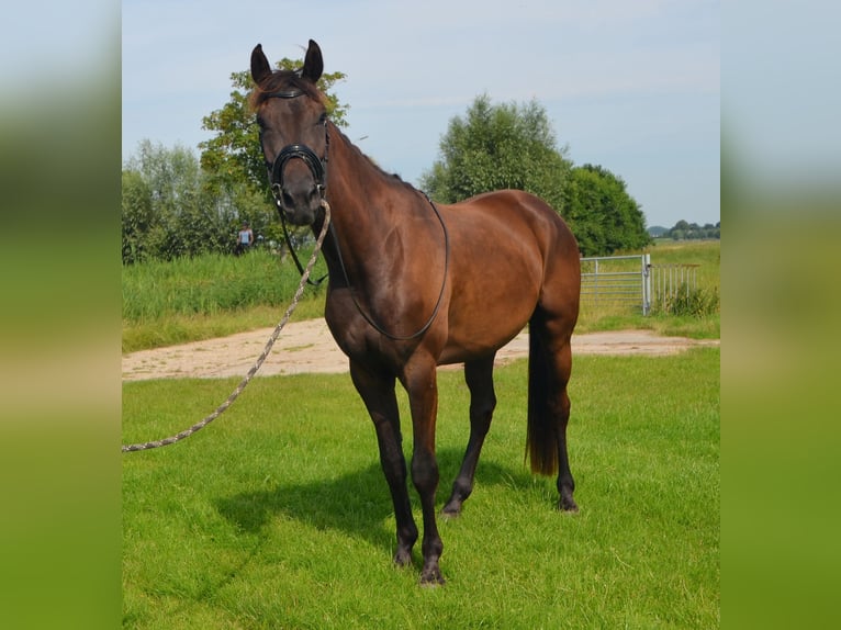 KWPN Castrone 5 Anni 165 cm Baio scuro in Zoetermeer