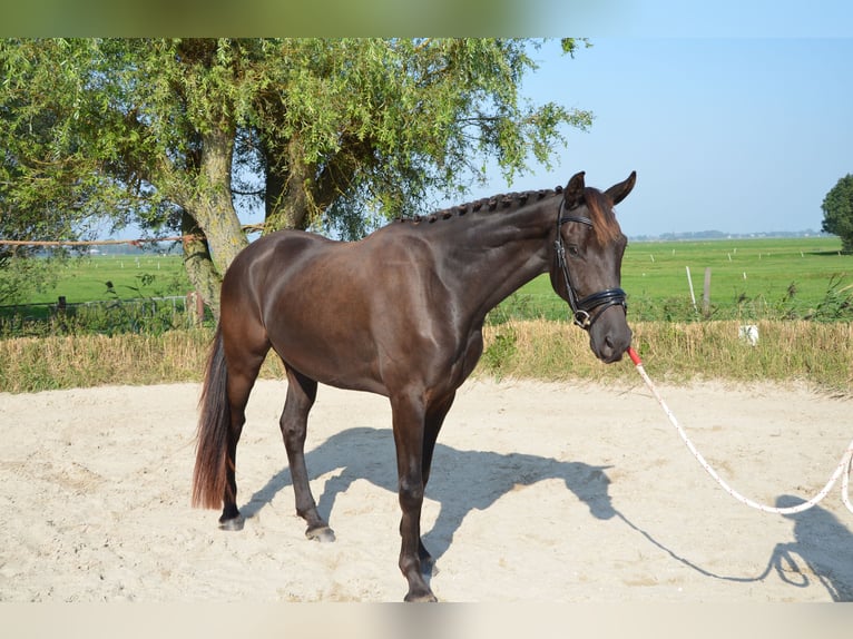 KWPN Castrone 5 Anni 165 cm Baio scuro in Zoetermeer