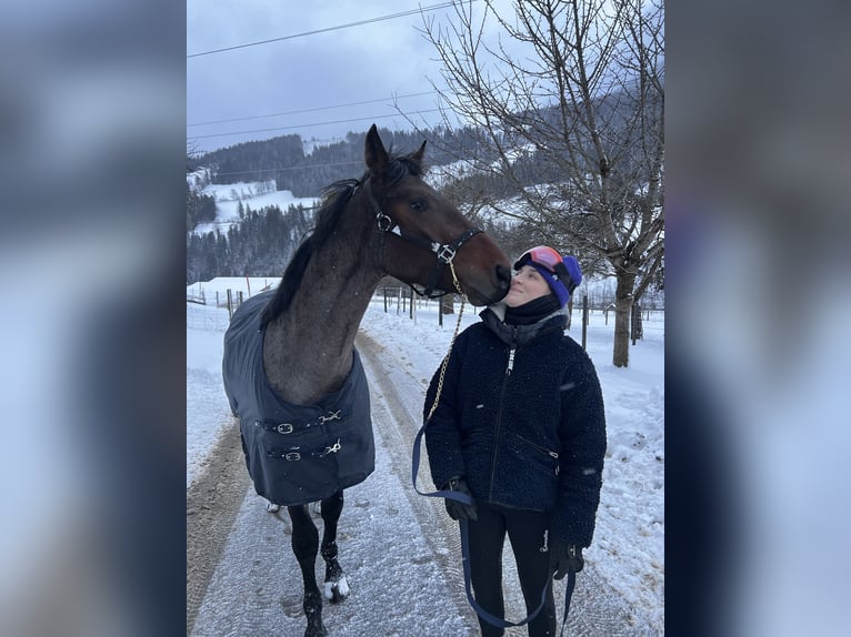 KWPN Castrone 5 Anni 165 cm in Schladming