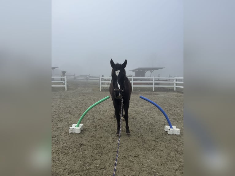 KWPN Castrone 5 Anni 165 cm Morello in Gaienhofen