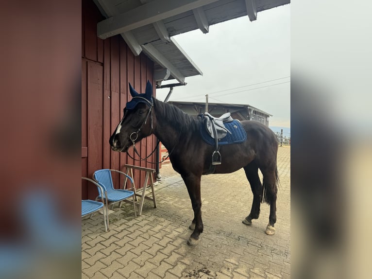 KWPN Castrone 5 Anni 165 cm Morello in Gaienhofen