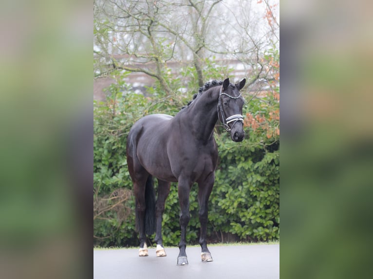 KWPN Castrone 5 Anni 165 cm Morello in Oosterhout
