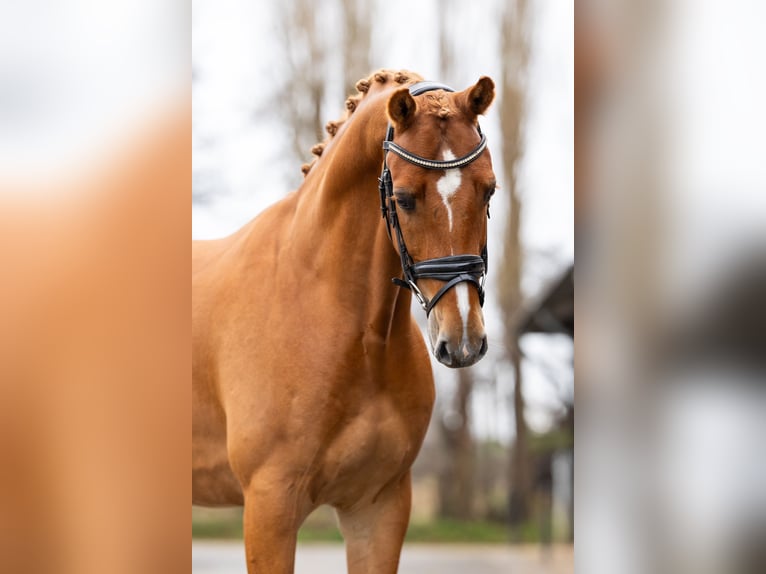 KWPN Castrone 5 Anni 165 cm Sauro in Dordrecht