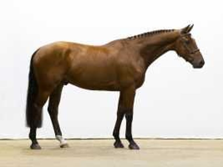 KWPN Castrone 5 Anni 166 cm Baio in Waddinxveen