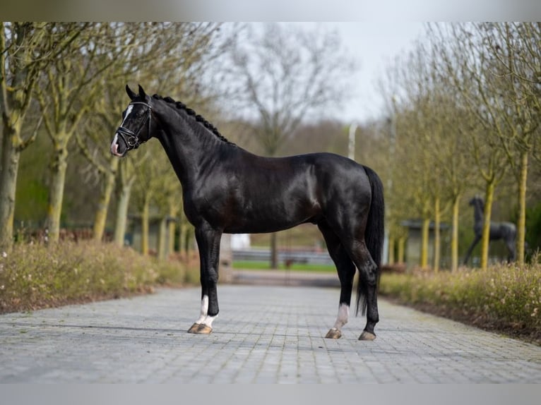 KWPN Castrone 5 Anni 166 cm Baio nero in &#39;S Gravenwezel