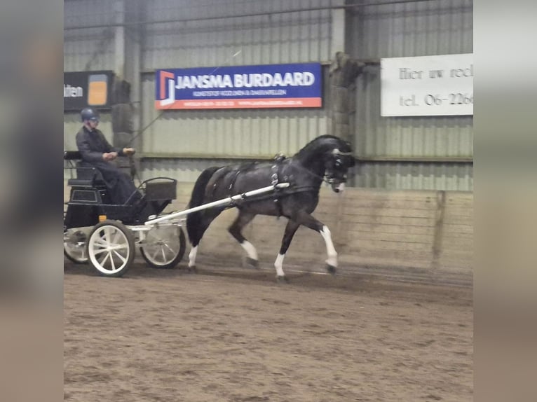 KWPN Castrone 5 Anni 166 cm Baio scuro in Negernbötel