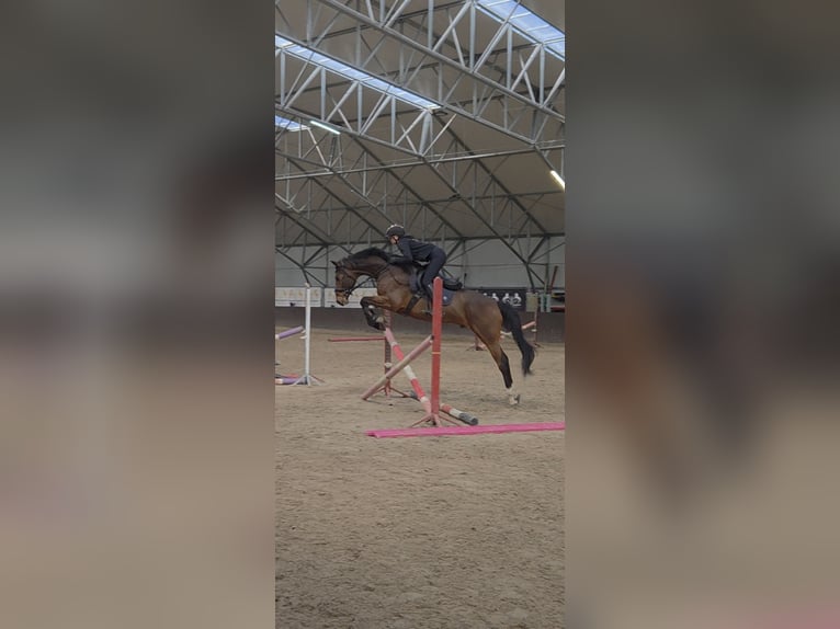 KWPN Castrone 5 Anni 166 cm Baio scuro in Kaleń-Towarzystwo