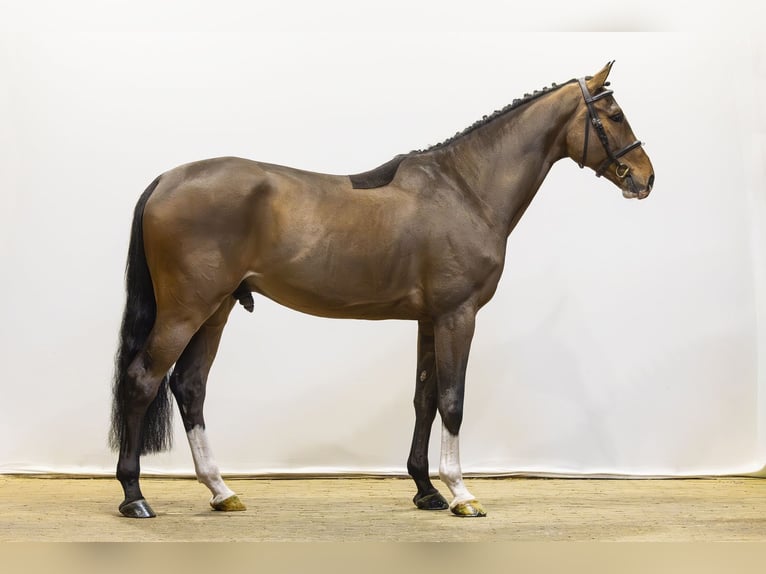 KWPN Castrone 5 Anni 166 cm Baio scuro in Waddinxveen