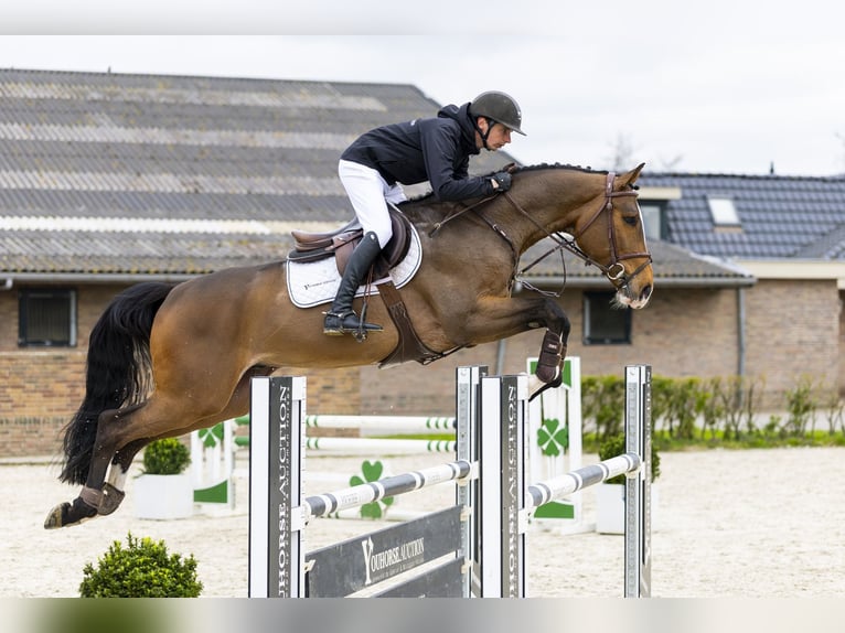 KWPN Castrone 5 Anni 166 cm Baio scuro in Waddinxveen