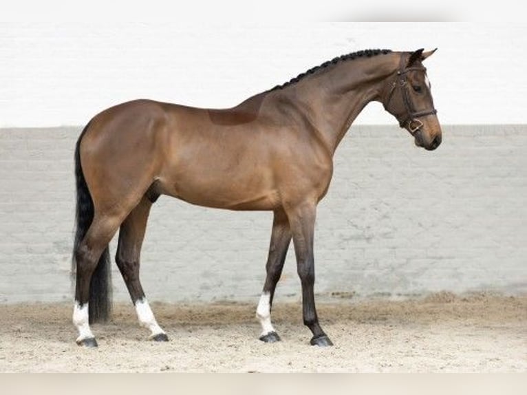 KWPN Castrone 5 Anni 167 cm Baio in Heerde