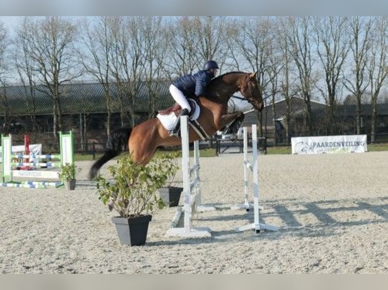 KWPN Castrone 5 Anni 167 cm Baio in Heerde