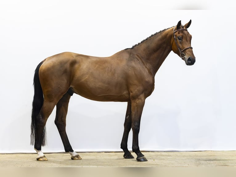 KWPN Castrone 5 Anni 167 cm Baio in Waddinxveen