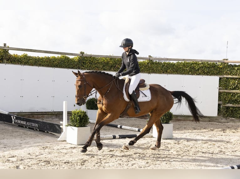 KWPN Castrone 5 Anni 167 cm Baio in Waddinxveen