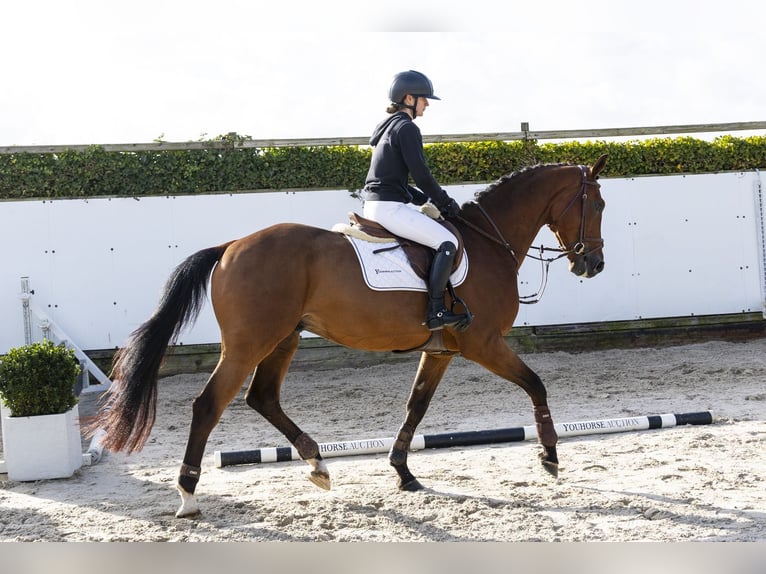 KWPN Castrone 5 Anni 167 cm Baio in Waddinxveen
