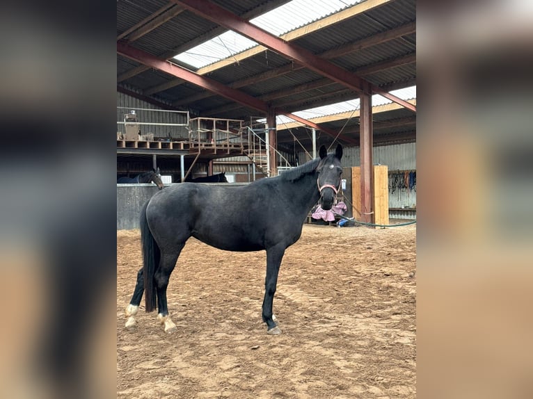 KWPN Castrone 5 Anni 167 cm Baio nero in Diepenveen