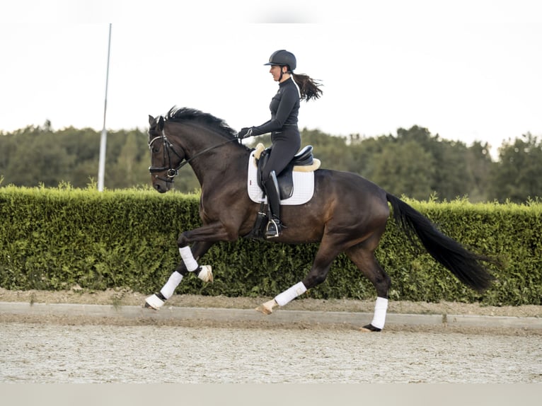 KWPN Castrone 5 Anni 167 cm Baio nero in Nijkerk