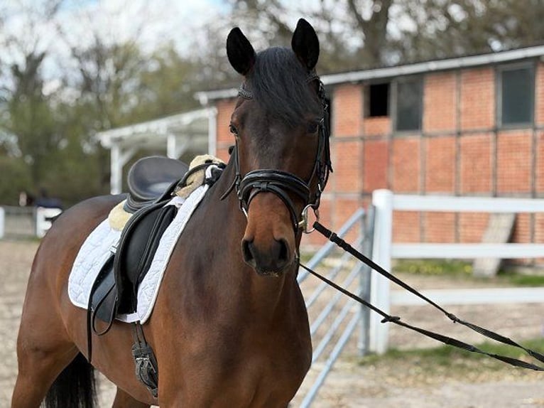 KWPN Castrone 5 Anni 167 cm Baio scuro in Verden (Aller)