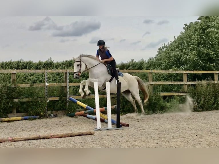 KWPN Castrone 5 Anni 167 cm Grigio in Canterbury