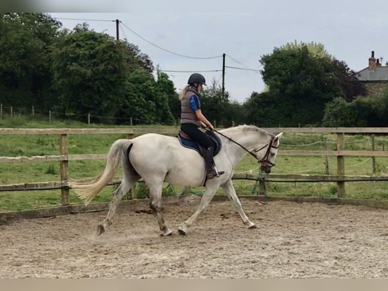 KWPN Castrone 5 Anni 167 cm Grigio in Canterbury