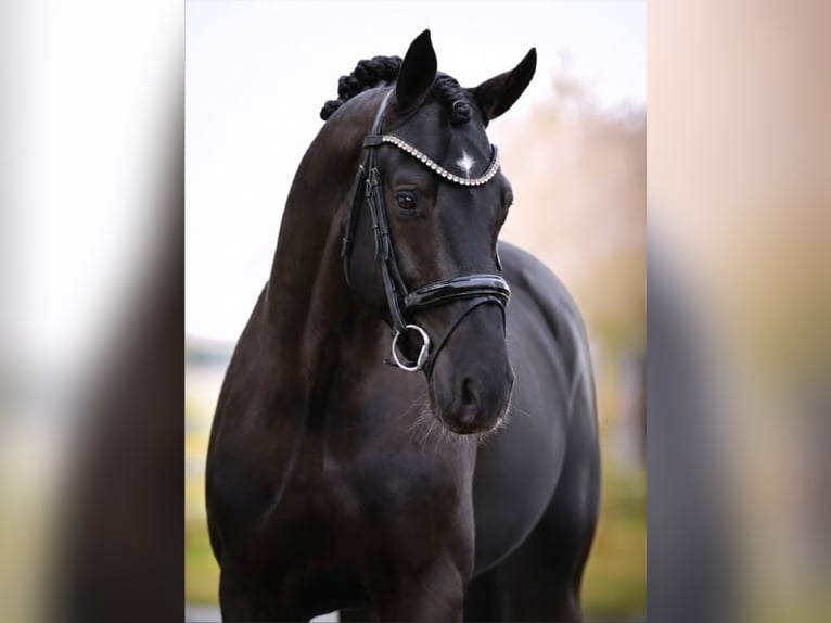 KWPN Castrone 5 Anni 167 cm Morello in Neuss