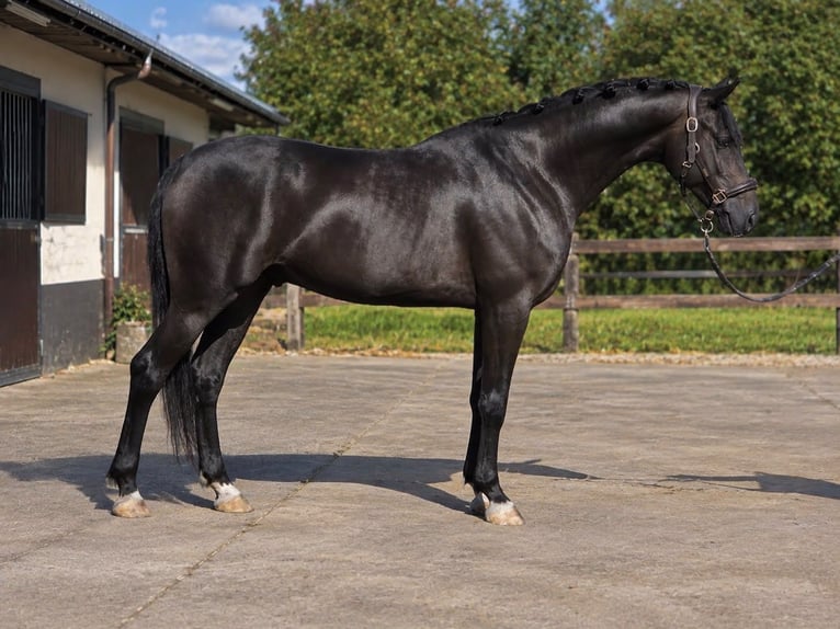 KWPN Castrone 5 Anni 167 cm Morello in Cegléd
