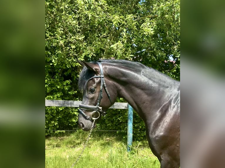 KWPN Castrone 5 Anni 167 cm Morello in Nordhorn