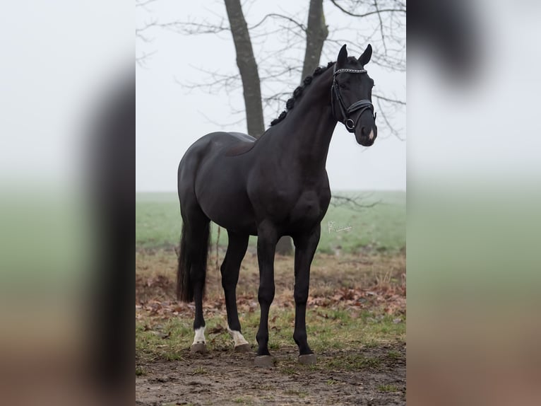 KWPN Castrone 5 Anni 167 cm Morello in Peer