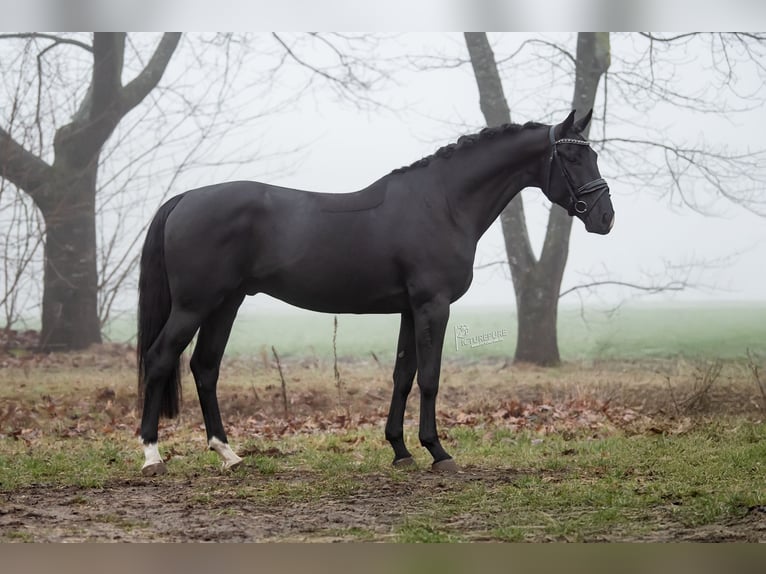 KWPN Castrone 5 Anni 167 cm Morello in Peer