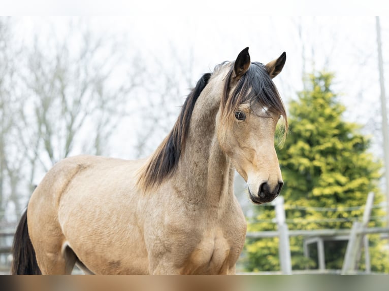 KWPN Castrone 5 Anni 167 cm Pelle di daino in Ulicoten