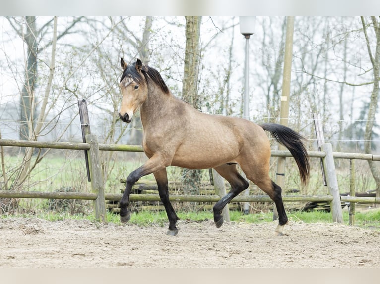 KWPN Castrone 5 Anni 167 cm Pelle di daino in Ulicoten