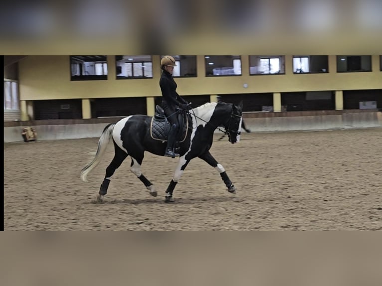 KWPN Castrone 5 Anni 167 cm Pezzato in Aachen