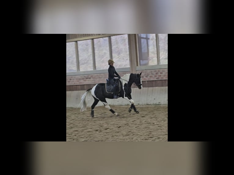 KWPN Castrone 5 Anni 167 cm Pezzato in Aachen