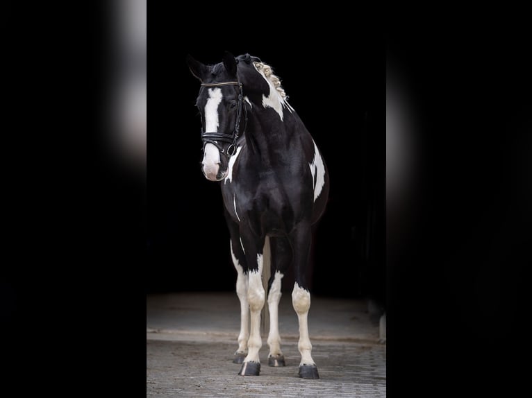 KWPN Castrone 5 Anni 167 cm Pezzato in Aachen