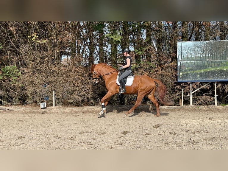 KWPN Castrone 5 Anni 167 cm Sauro in Dordrecht