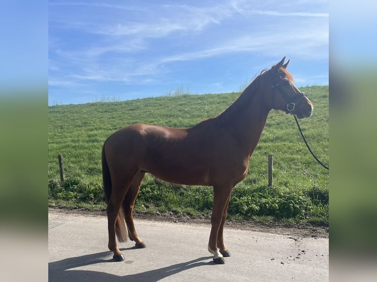 KWPN Castrone 5 Anni 167 cm Sauro in Dordrecht