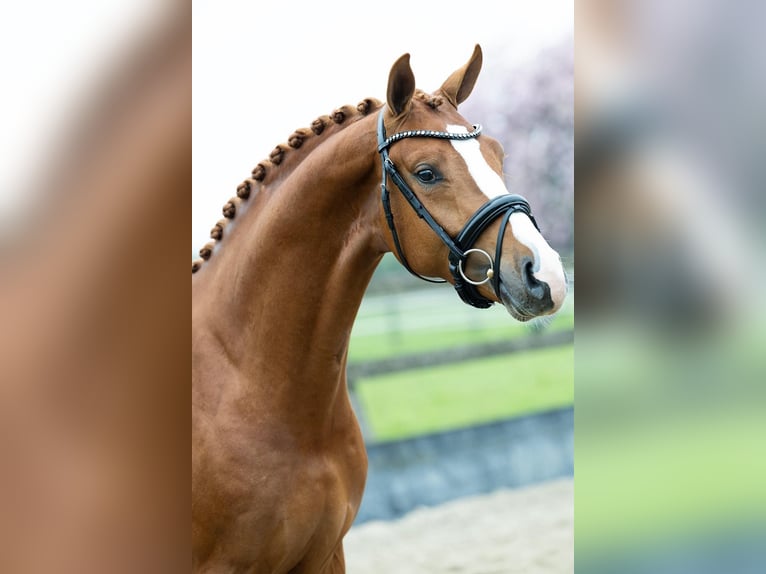 KWPN Castrone 5 Anni 167 cm Sauro in massa lombarda