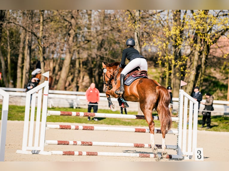 KWPN Castrone 5 Anni 167 cm Sauro in Poznań