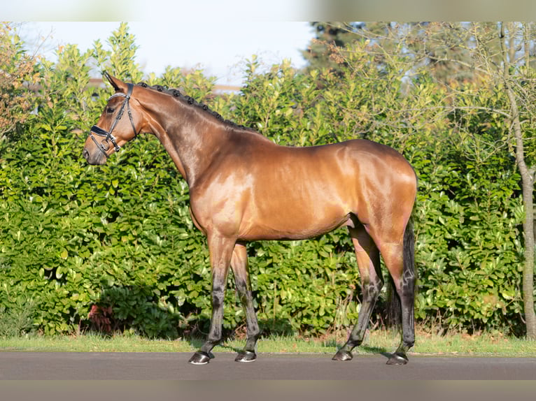 KWPN Castrone 5 Anni 168 cm Baio in Oosterhout