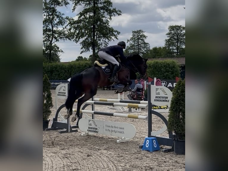 KWPN Castrone 5 Anni 168 cm Baio in Bramsche