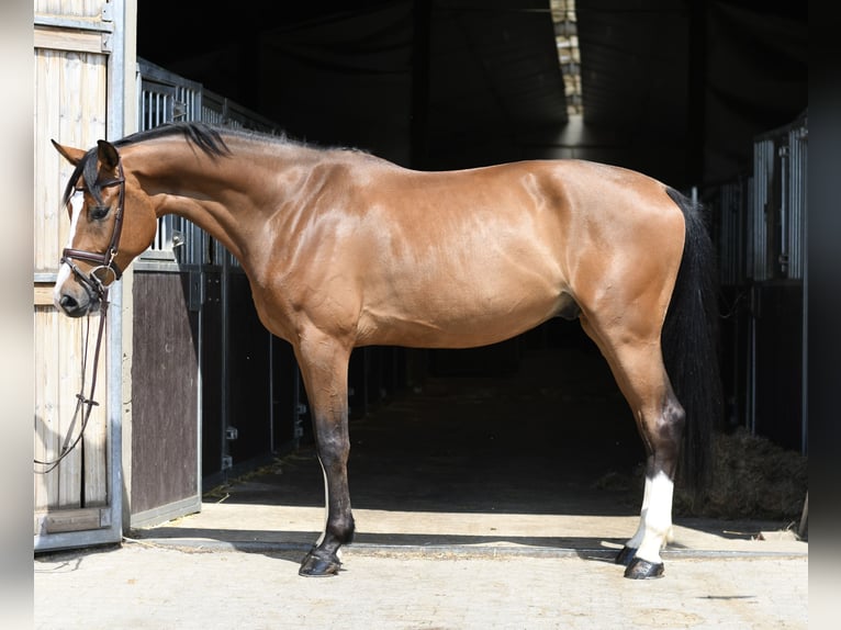 KWPN Castrone 5 Anni 168 cm Baio in Geilenkirchen