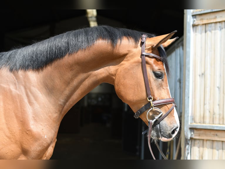 KWPN Castrone 5 Anni 168 cm Baio in Geilenkirchen