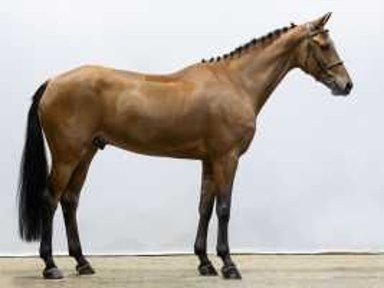 KWPN Castrone 5 Anni 168 cm Baio in Waddinxveen