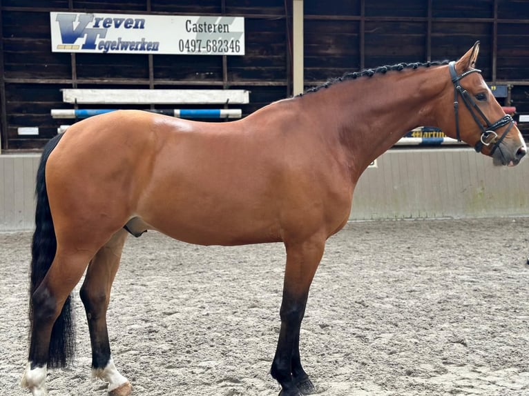 KWPN Castrone 5 Anni 168 cm Baio scuro in Hoogeloon